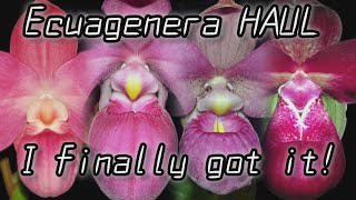 Ecuagenera Orchid Haul May 2024 Unboxing new orchids [upl. by Vierno55]