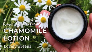 Make Homemade Chamomile Lotion stepbystep from fresh flowers to natural skincare [upl. by Shelagh]