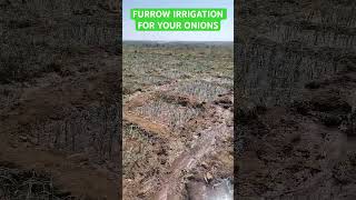 Furrow Irrigation For Onions onioncultivation farming farmslife [upl. by Einnol]