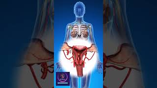 Reproduction 3D animation  Female Reproductive System [upl. by Nonnaer]