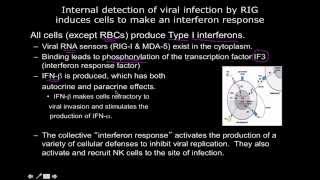 Immunology the interferon response [upl. by Nakashima]