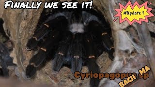 Cyriopagopus sp  Bach Ma  tarantulas subscribe fyp [upl. by Joly18]