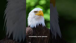 Eagle A Symbol of Strength and Freedom shortvideo factsviralvideo wildlife eaglesmotivation [upl. by Nyloc102]