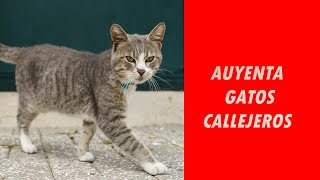 🐱❌SONIDO para AHUYENTAR GATOS CALLEJEROS ❌🐱 [upl. by Carnay]