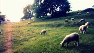 Sounds of life  Sheep Grazing in the Field  Germany  HD [upl. by Ojiram]