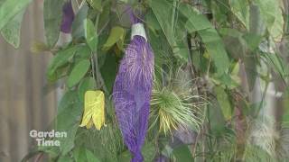 Fall Clematis Care [upl. by Anh]