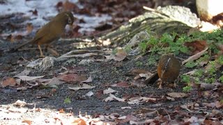 ガビチョウ quotGarrulax canorusquot がドングリを食べる様子。2015131 [upl. by Ahsinhoj740]