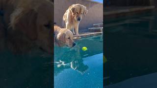 Golden retriever PlayTennie Ball🥎 and swimming in the pooldog goldenretriever pets shorts funny [upl. by Olney]