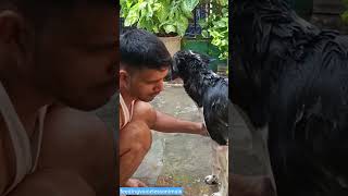 🛁🛁 song doglover love youtubeshorts shorts puppy play [upl. by Irrak]