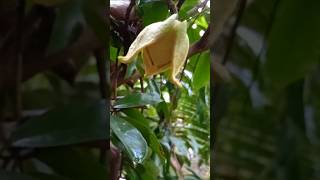 Home farming മുള്ളാത്ത അഥവാ annona muricata farming farmer farm home fruit garden medicine [upl. by Glarum]