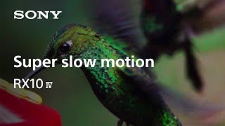 Super slow motion for birding  RX10 IV  Sony  Cybershot [upl. by Yniffit]