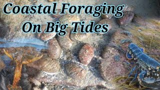 Coastal Foraging Big Spring Tides [upl. by Edeline]