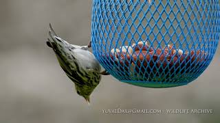 Eurasian siskin Spinus spinus سميلى חרפי [upl. by Kassie]