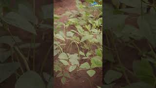 Cowpea as Intercrop in Coconut Farm [upl. by Aissatsan]