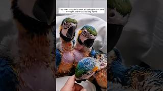 This man rescued a nest of baby parrots and brought them to a loving home animalshorts [upl. by Atiuqcir]