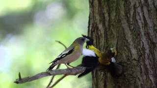 Evening Grosbeak courtship display [upl. by Ehtiaf977]