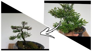 Pruning the branches of a bonsai tree 🌲 [upl. by Frey138]