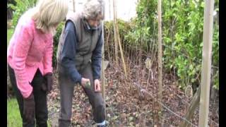 Pruning Autumn Raspberries [upl. by Julina]