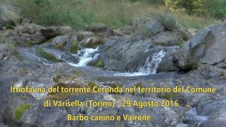 Pesci del torrente Ceronda nel territorio del Comune di Varisella Torino 29 Agosto 2016 [upl. by Alejo]