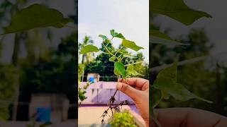 Another free plant from nature  Peepal 🌲 shorts bonsai garden gardening ytshorts [upl. by Adnirb]