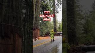 1232 yaşındaki ağacın hazin sonu 🌲😰 [upl. by Nasho406]