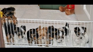 Yorkie puppies two litters together 7 wks [upl. by Anidan]