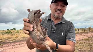 CHARLLES E TIRINGA MOSTRANDO A ROTINA DA FAZENDA DO PIAUÍ PARTE 5  COMÉDIA SELVAGEM [upl. by Pepper926]