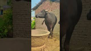 buffalolove cow buffalofarm animalfarming animalfarming buffalow cattlefarming shorts viral [upl. by Nauwaj795]