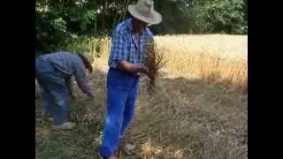 Fabrication du lien pour lier les gerbes de blé [upl. by Waxler]