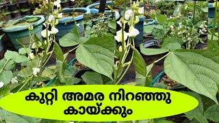 കുറ്റി അമര കൃഷി  bush dolichos  നമ്മുടെ ഏദൻ തോട്ടം [upl. by Iago]