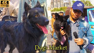 Unique and Rare Dogs at Saddar Dogs Market 31122023 Karachi  القتال سوق الكلاب الاليفة [upl. by Bellis]