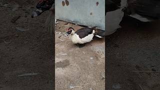 Very Agressive Muscovy Duck in My Farm shorts short shortvideo fumnymoment funny [upl. by Yrrab437]