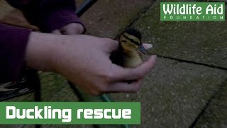 Ducklings hatch in garden but are unable to escape [upl. by Korney]