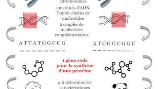 Révision ADN métabolisme cellule [upl. by Odnumyer78]