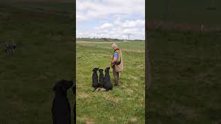 Gundog Training Steadiness and Marking using a remote dummy launcher dogtraining labrador dog [upl. by Sinnod614]