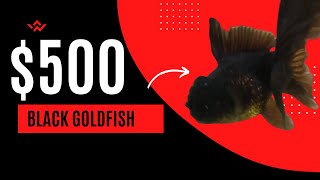 500 Black Oranda Goldfish  Goldfish Tank [upl. by Uzzial2]