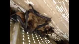 Bats in Soffit [upl. by Ackler675]