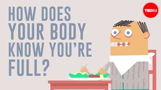 How does your body know youre full  Hilary Coller [upl. by Donavon]