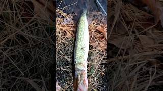 Chain Pickerel Landed [upl. by Kraska]