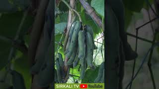 பூனைக்காலி விதை எப்படி சாப்பிட வேண்டும் Health benefits and uses of Poonaikali  உழுது உண் சுந்தர் [upl. by Mcgannon]