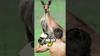 NẾU KANGAROO GỒNG CƠ BẮP amazingfacts [upl. by Mientao]