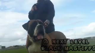 South african black mastiff  Ysterberg [upl. by Igic]