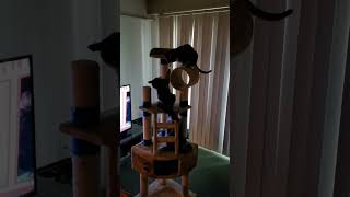 Cat tree battle [upl. by Vedetta]