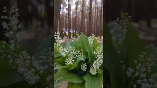 Веснівка дволиста Maianthemum bifolium nature forest naturelovers spring flowers [upl. by Odawa]