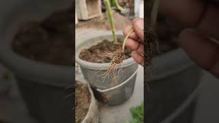 Removing phyllanthas niruri from My GardenA StepbyStep Guide short ytshorts viral shorts [upl. by Arahsit]