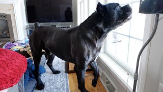 Cane Corso FURIOUS Raw Video Guard Breed Doing His Job [upl. by Edmondo]