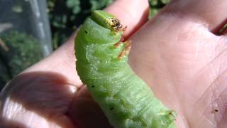 Chenille du sphinx ondulé rescapée de ma piscine [upl. by Ahlgren278]