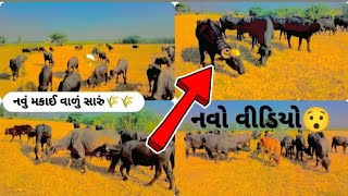 Hindi pasino video funny animals [upl. by Eiralih]