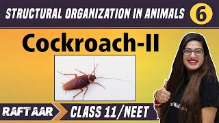 Structural Organization in Animals 06  CockroachII  Class 11NEET  RAFTAAR [upl. by Burkley]