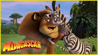 DreamWorks Madagascar en Español Latino  Volverse loco  Dibujos animados para niños [upl. by Anyat]